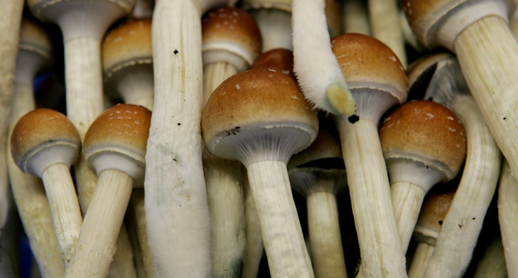 Nouvelle-Zélande: feu vert à l'usage médical des champignons hallucinogènes