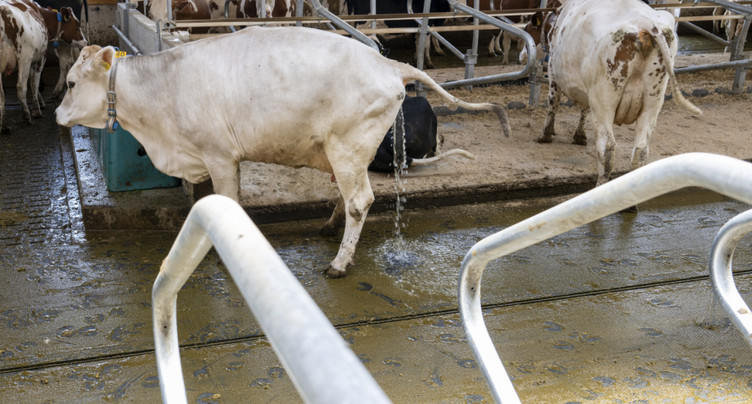Inauguration des premières toilettes pour vaches à Hellbühl (LU)