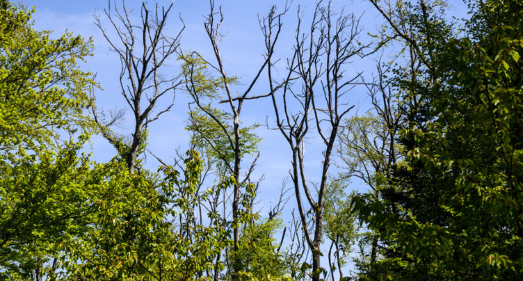 Changement climatique: une dizaine d'indicateurs dans le rouge