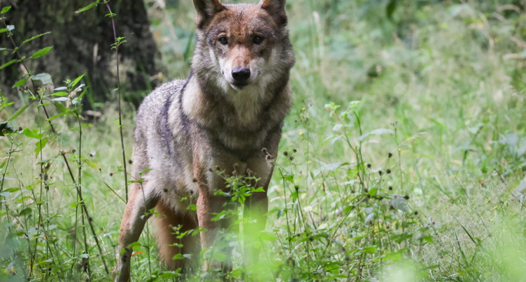 Le National veut effrayer les loups avec des munitions non létales