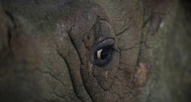 D'Afrique du Sud au Mozambique: 10 rhinocéros menacés déplacés