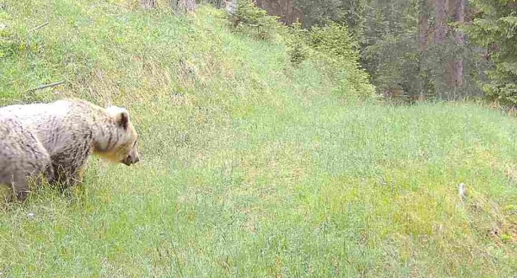 Un ours tue quatre moutons sur un alpage près de Scuol (GR)