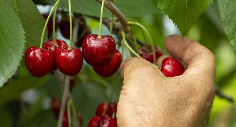 Près de 2400 tonnes de cerises vont être récoltées en Suisse