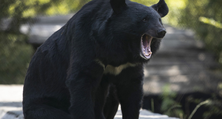 Un ours force à l'annulation de vols au Japon