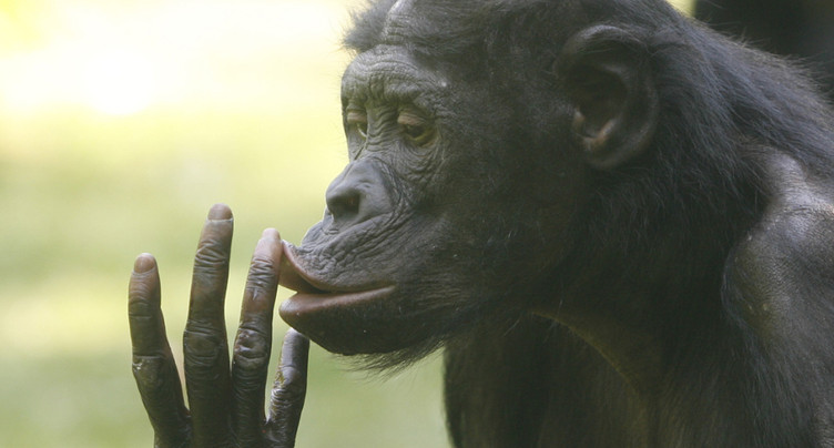 Le rire rend les bonobos optimistes