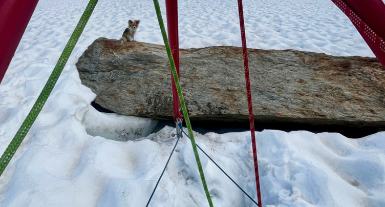 Un chihuahua guide les secours vers un homme dans une crevasse