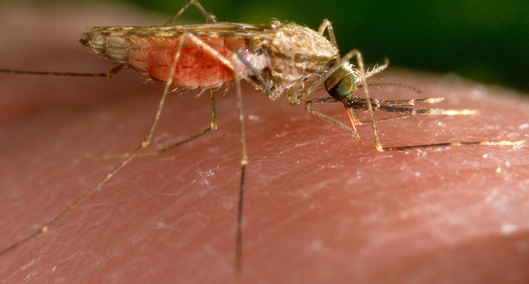 Novartis: feu vert helvétique à un antipaludéen pour nouveaux-nés