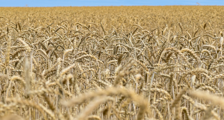 L'autorisation de nouvelles plantes suscite des réactions partagées