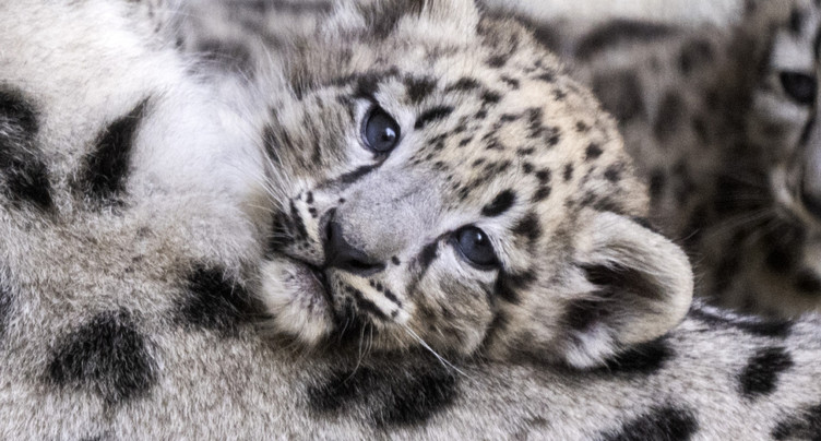 Trois léopardeaux des neiges sont nés en mai au zoo de Zurich