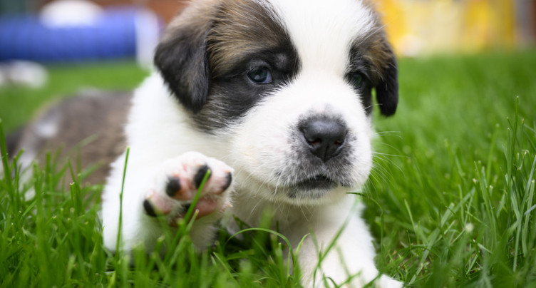 La France veut faire reculer les 200'000 abandons annuels de chiens et chats
