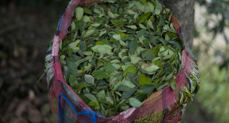 820 kilos de cocaïne dissimulés dans des conteneurs à bananes