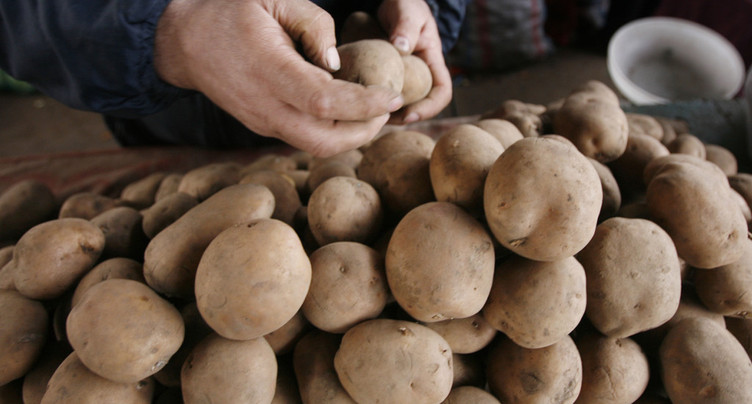 Une étude révèle que la pomme de terre descend de la tomate