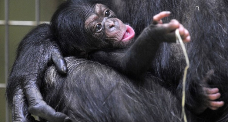 Les chimpanzés héritent du style de communication de leur mère