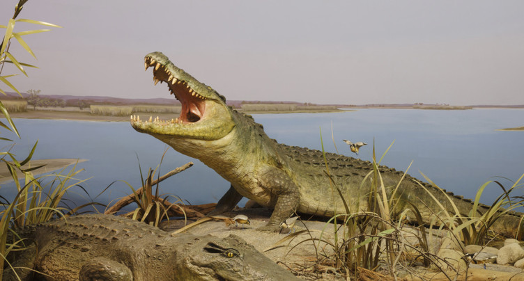 Cisjordanie: plus de 200 crocodiles abattus dans une ferme