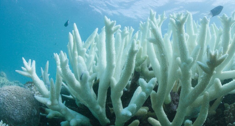 La Grande Barrière de corail victime d'un record de blanchissement