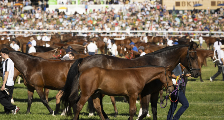 Des centaines de chevaux défilent au Marché-Concours