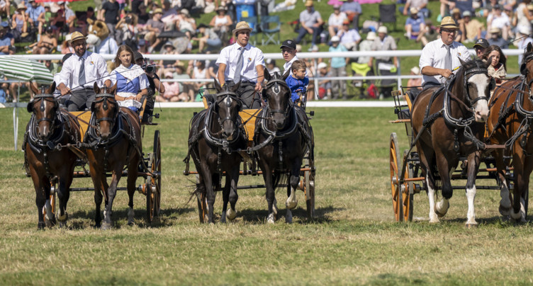 Des centaines de chevaux défilent au Marché-Concours