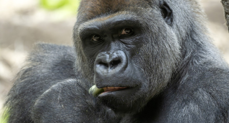 Intégration réussie du nouveau mâle dominant des gorilles bâlois