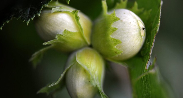 La Turquie veut contraindre Ferrero à acheter ses noisettes