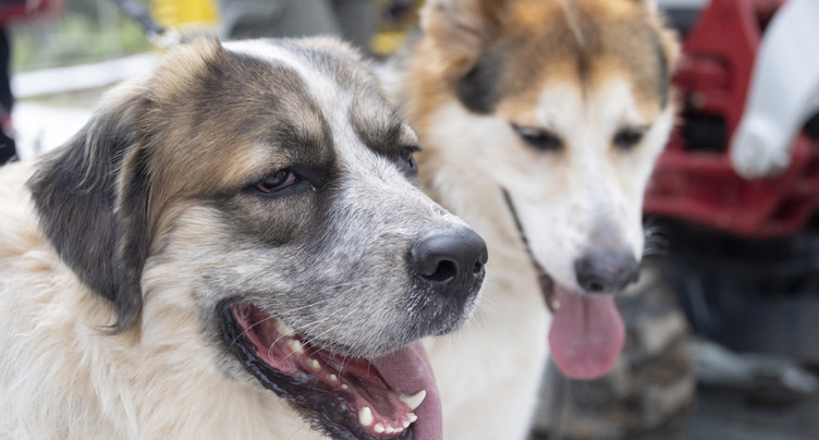 Ferme évacuée à Ramiswil (SO): plus de 100 chiens euthanasiés