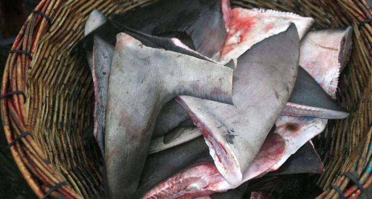 Saisie de plus de six tonnes d'ailerons de requin au Pérou