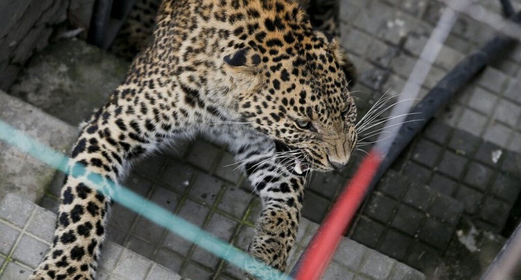Un léopard rend visite à l'ambassade de Suisse à Katmandou