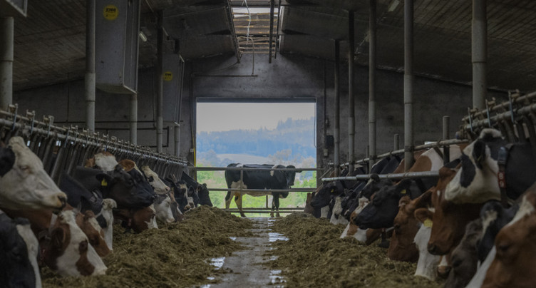La consommation d'antibiotiques en médecine vétérinaire diminue