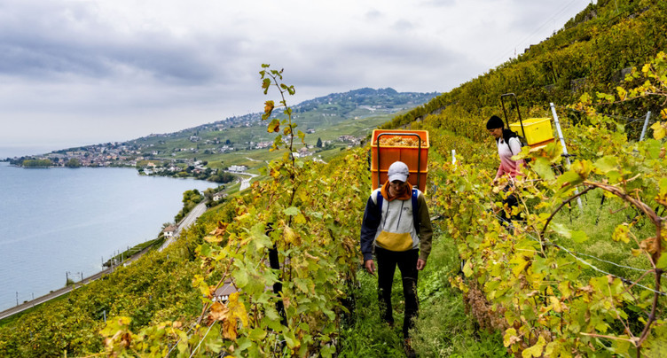 La production mondiale de vin attendue en 2025 se ressaisit