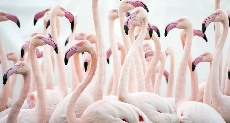 Cinq zoos suisses vaccinent leurs oiseaux contre la grippe aviaire