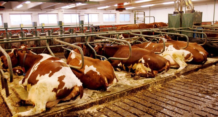 Une centrale laîtière suspend l'usage d'un additif de DSM-Firmenich