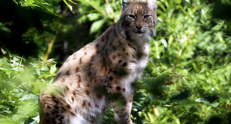 Neuchâtel: le lynx tiré était gravement malade
