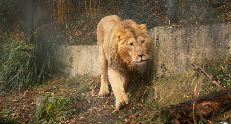 Arrivée d'un jeune lion asiatique au zoo de Zurich