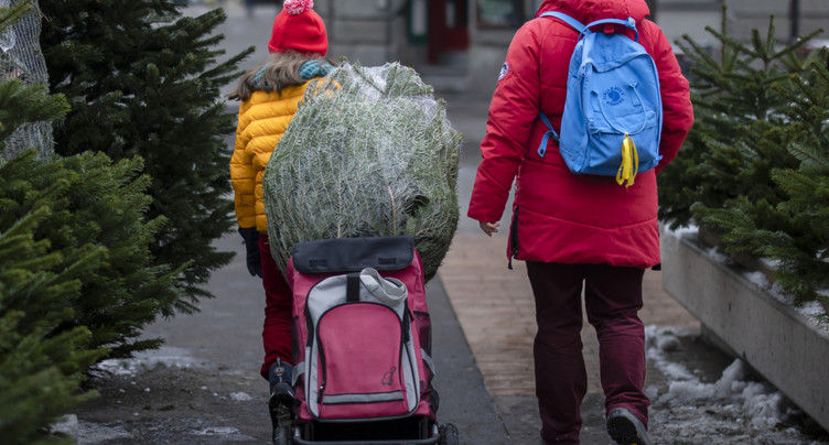 Un peu moins de deux millions de sapins de Noël vendus chaque année
