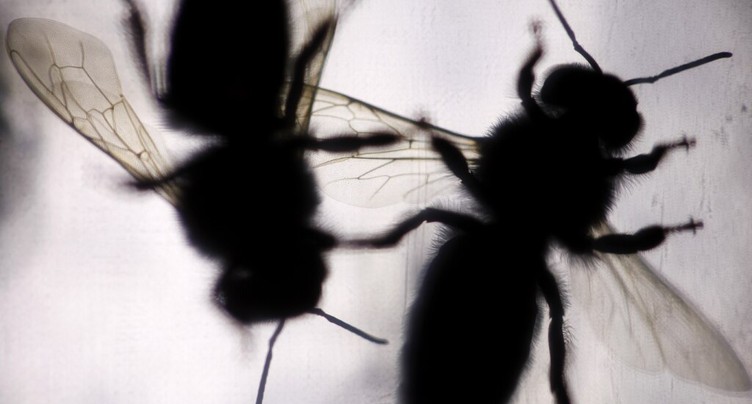 Les radars météorologiques pour dénombrer les insectes volants