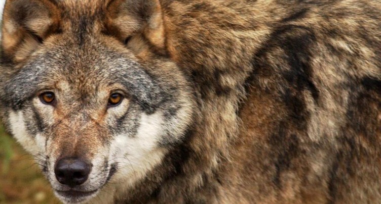 Valais: 16 loups tués en Valais en moins de deux mois et demi