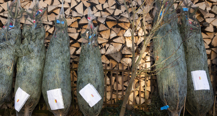 Les sapins de Noël coûteront un peu plus cher cette année