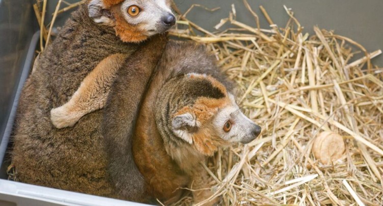 Le zoo de Servion reçoit deux lémurs couronnés, uniques en Suisse