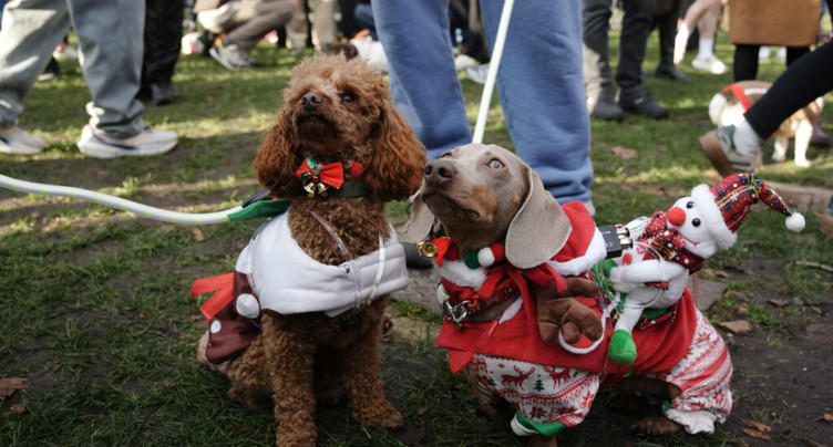 A Londres, un défilé canin vole la vedette au père Noël
