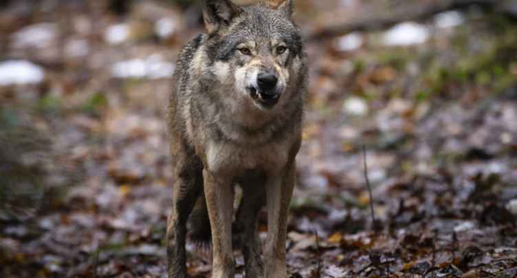 Un tribunal suédois bloque l'abattage de loups prévu pour 2026