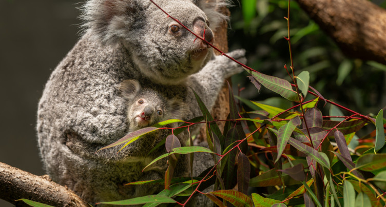 Deuxième naissance d'un koala au zoo de Zurich depuis 2018