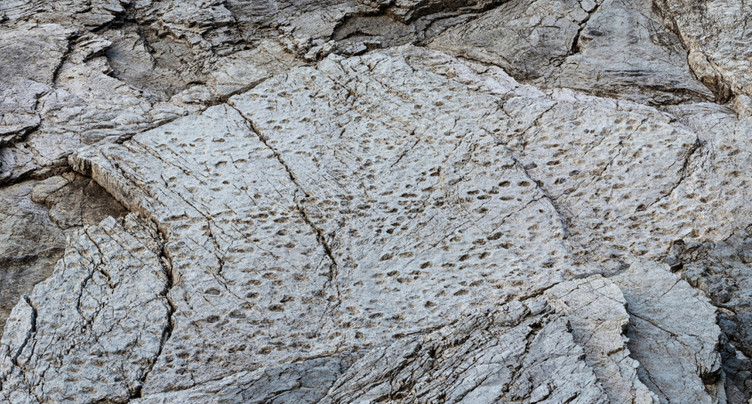 « Immense » ensemble d'empreintes de dinosaures découvert en Italie