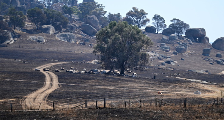 Un mort dans les feux de brousse du sud-est de l'Australie