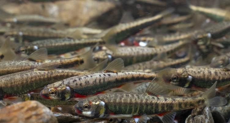Le discret vairon élu poisson de l'année 2026