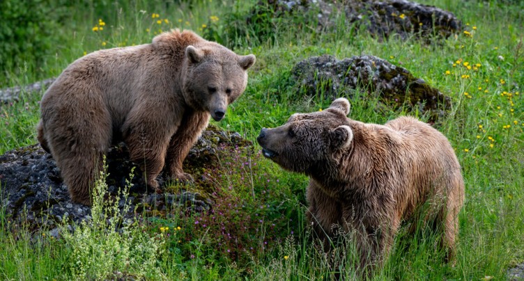 Naissance d'oursons bruns de Syrie à Goldau (SZ): une première