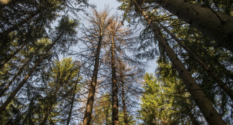 Des drones pour détecter le stress hydrique des forêts suisses