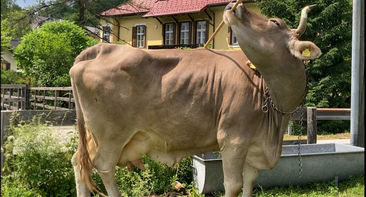 Portrait de Veronika une vache qui utilise un balai pour se gratter