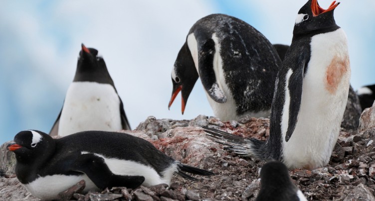 En Antarctique, les manchots avancent leur période de reproduction