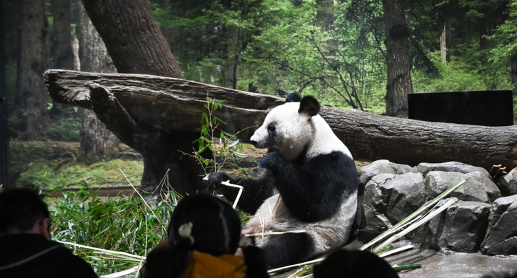 A Tokyo, des admirateurs font leurs adieux aux deux pandas