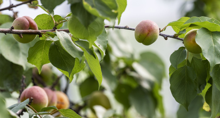 Présence élevée de résidus de pesticides sur des fruits en 2024
