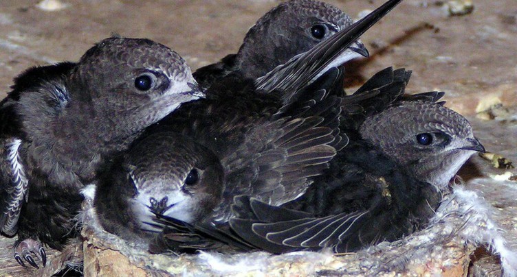 Comment les oiseaux supportent la chaleur estivale
